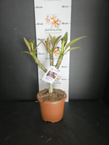 Plumeria rubra "Gemini"