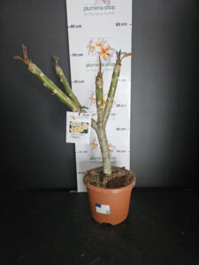 Plumeria rubra "Chablis"