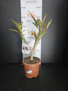 Plumeria rubra "Gemini"