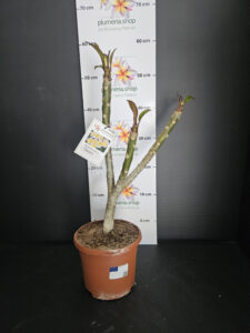 Plumeria rubra "Chablis"