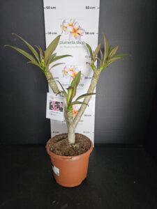 Plumeria rubra "Gemini"