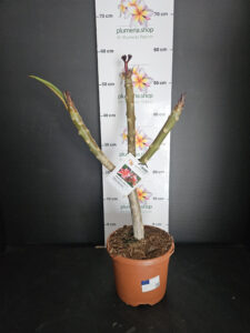 Plumeria rubra "Orange 60"