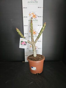 Plumeria rubra "Elsie"