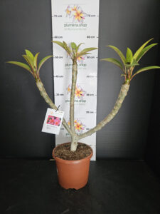 Plumeria rubra "Epic"