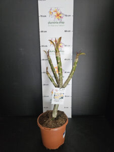 Plumeria rubra "Chablis"