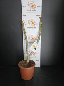 Plumeria rubra "Chablis"