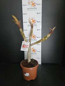 Plumeria rubra "Cabaret"