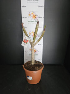 Plumeria rubra "Cabaret"