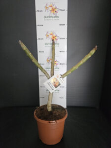 Plumeria rubra "California Sunset"