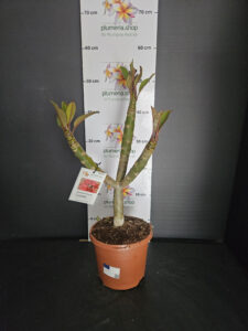 Plumeria rubra "Cardinal"