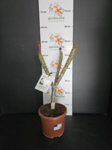 Plumeria rubra "Blizzard"