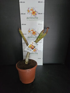 Plumeria rubra "California Sunset"