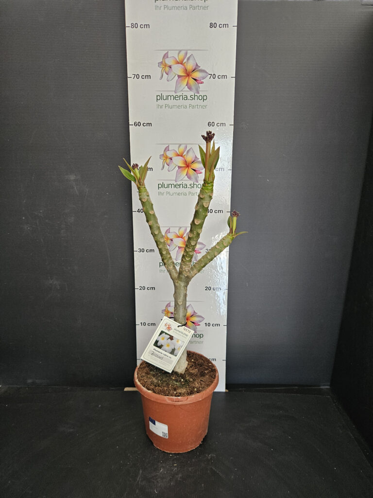Plumeria rubra „Blizzard“