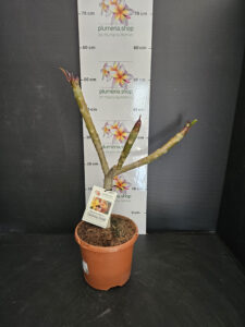 Plumeria rubra "California Sunset"