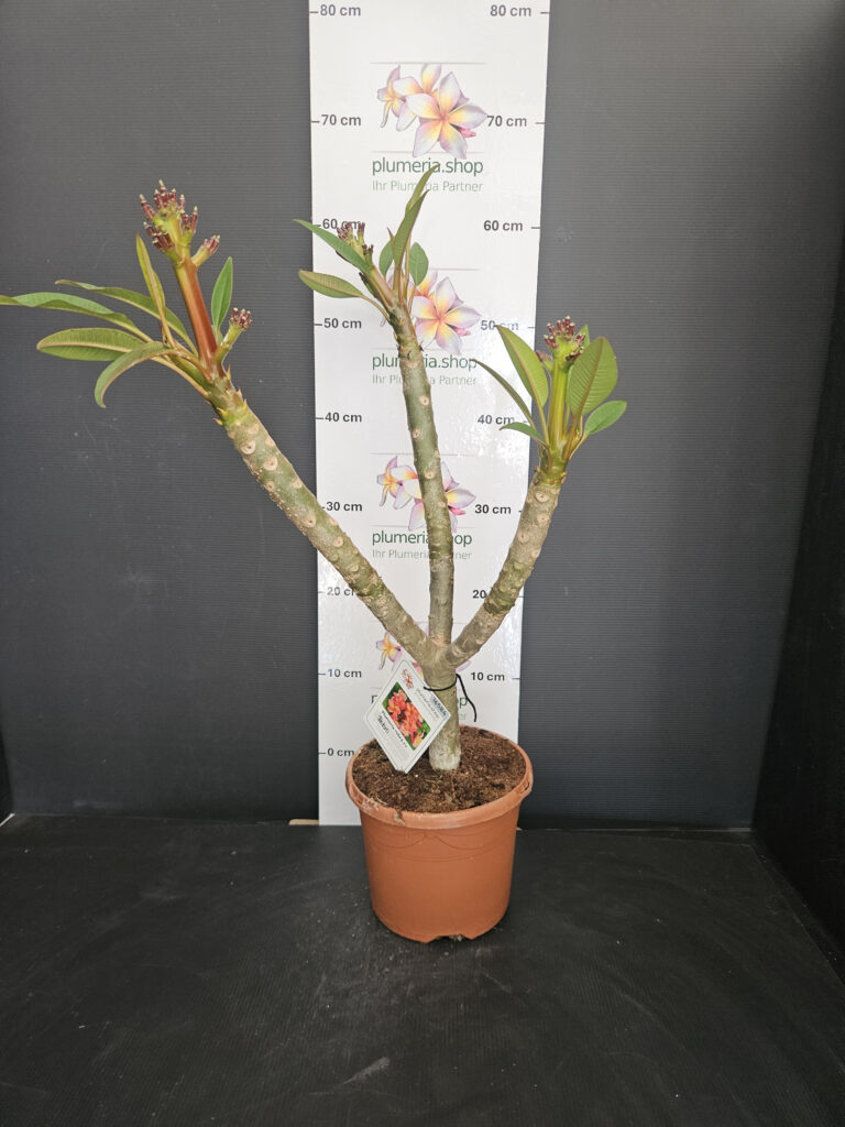Plumeria rubra „Bolero“