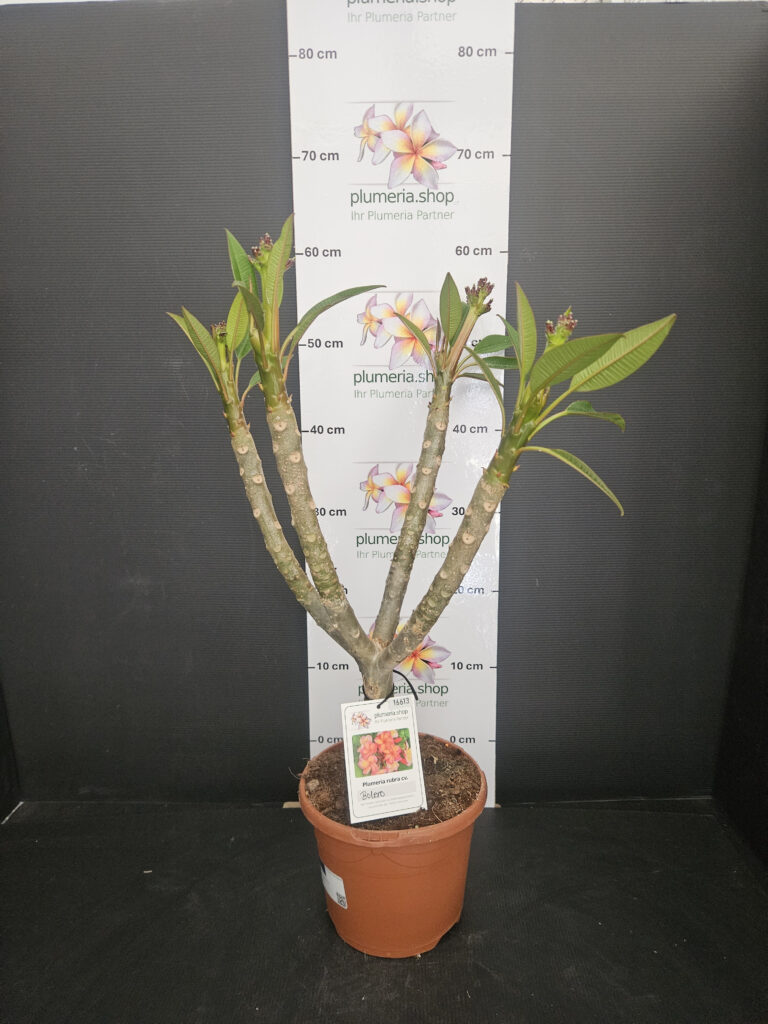 Plumeria rubra „Bolero“