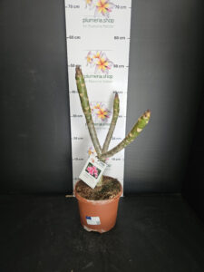 Plumeria rubra "Elsie"