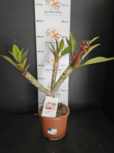 Plumeria rubra "Divine"