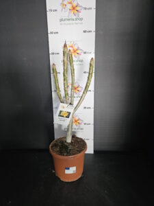 Plumeria rubra "Inca Gold"