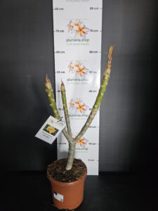 Plumeria rubra "Inca Gold"