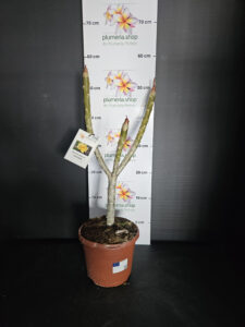 Plumeria rubra "Inca Gold"