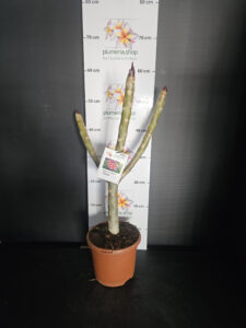 Plumeria rubra "Gina"