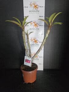 Plumeria rubra "Epic"