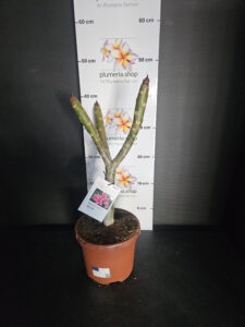 Plumeria rubra "Elsie"