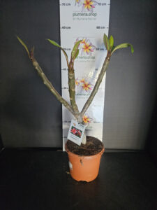 Plumeria rubra "Orange 60"