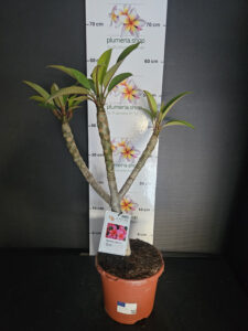 Plumeria rubra "Epic"