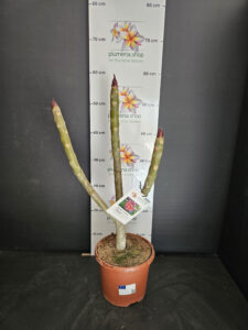 Plumeria rubra "Gina"