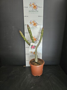 Plumeria rubra "Elsie"