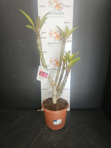 Plumeria rubra "Epic"