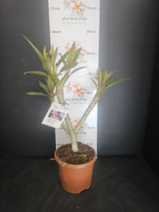 Plumeria rubra "Gemini"