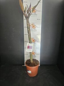 Plumeria rubra "Ebony Rose"