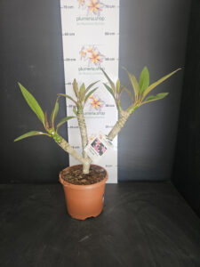 Plumeria rubra "Gemini"