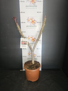 Plumeria rubra "Orange 60"