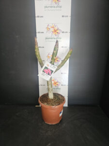 Plumeria rubra "Elsie"