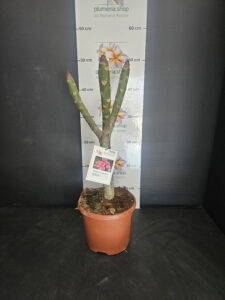 Plumeria rubra "Elsie"