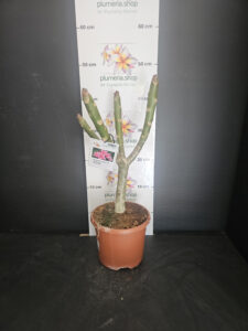 Plumeria rubra "Elsie"