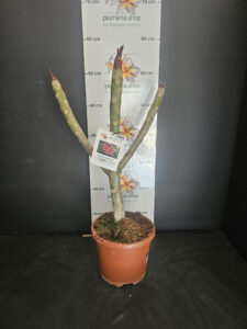 Plumeria rubra "Gina"