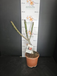 Plumeria rubra "Queen Amber"