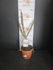 Plumeria rubra "Chablis"
