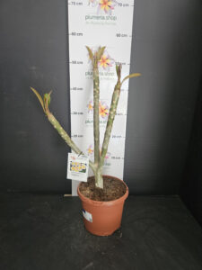 Plumeria rubra "Chablis"