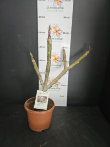 Plumeria rubra "Bliss"