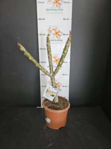 Plumeria rubra "Chablis"