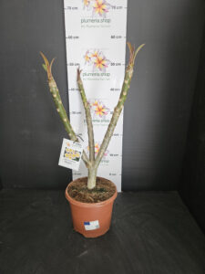 Plumeria rubra "Chablis"