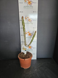 Plumeria rubra "Chablis"