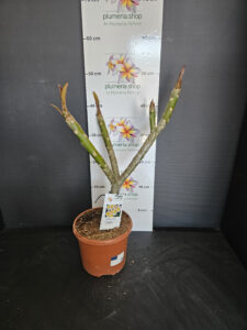 Plumeria rubra "Chablis"