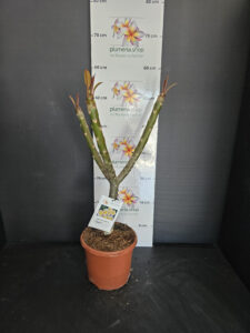 Plumeria rubra "Chablis"